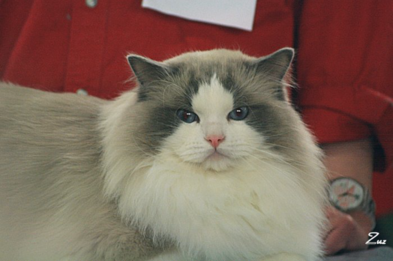 The Ragdolls change through 2000 century in Sweden • Scandinavian ...