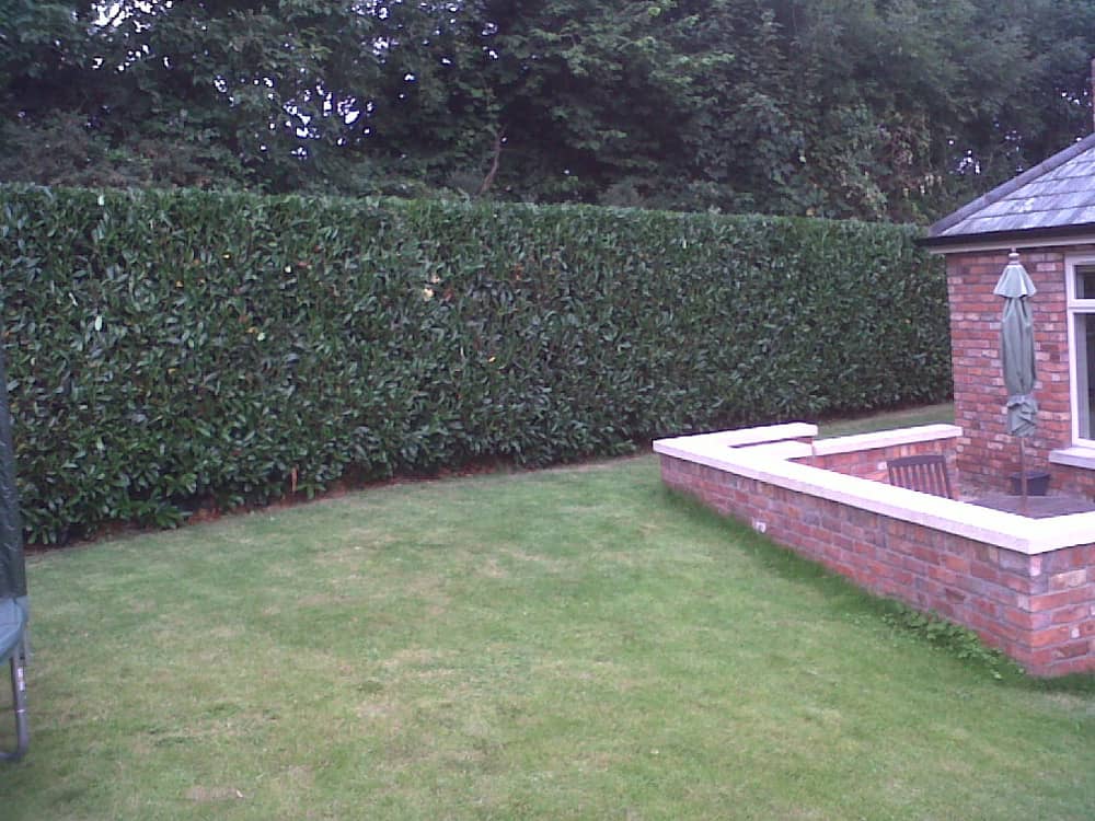 Hedge Cutting in Lisburn, Belfast, Malone, Hillsborough, Co. Antrim