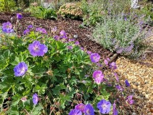 Best low maintenance plants for your garden