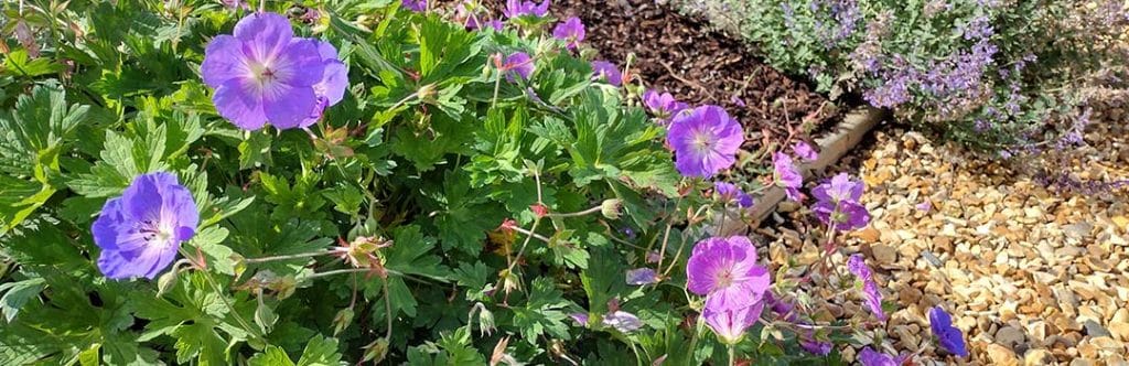 Hardy Geraniums