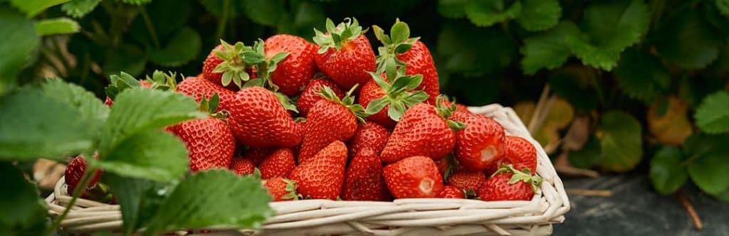 Strawberry Plant