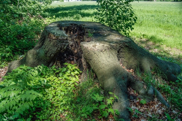 Überbleibsel eines anderen Zeitzeugen (2013)