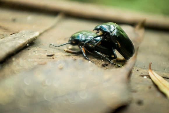 Beetle Love