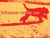 1269437534_schnauzer-on-the-run-1