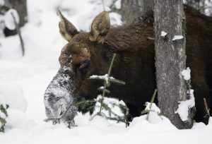 Schwedische Winterimpressionen