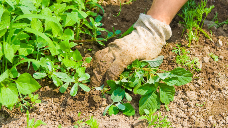 Person pulling weeds