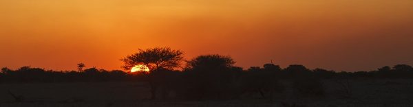 Orange solnedgang i Afrika. Akasietrær i solnedgang i Ethosha.