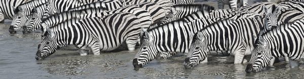 Sebraflokk som koser seg ved vannhullet