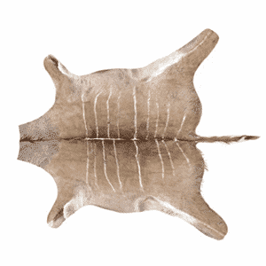 Kuduteppe png