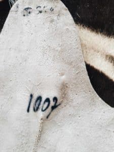 Sebraskinn i nettbutikken - sebra