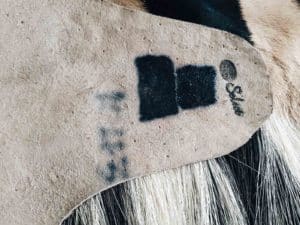 Sebraskinn i nettbutikken - sebra