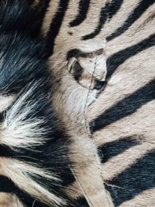 Sebraskinn i nettbutikken - sebra