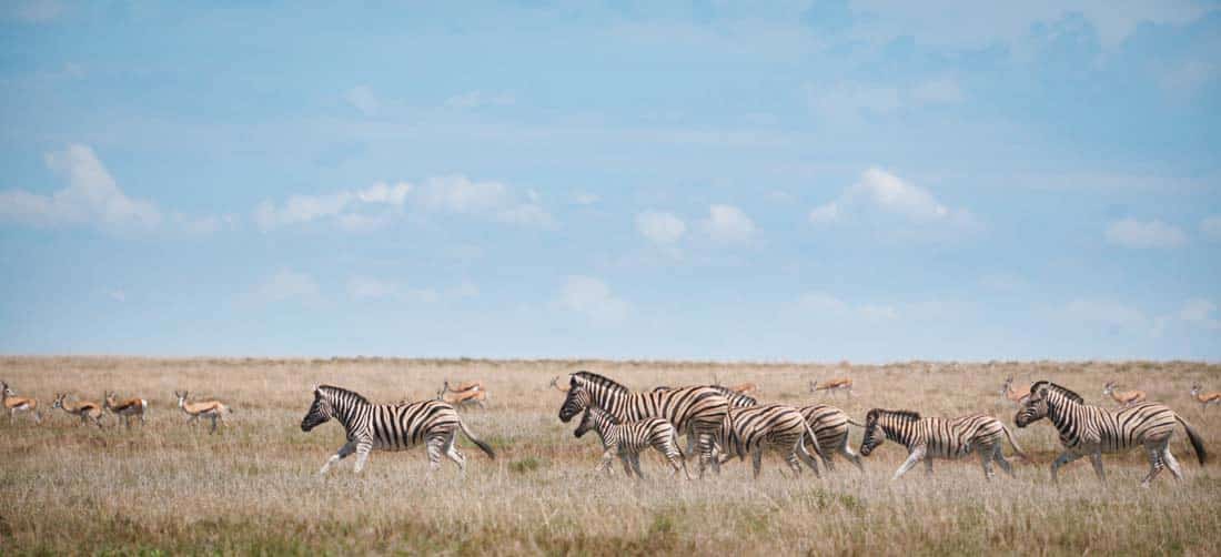 Sebraer-running-in-Etosha_MG_0967.CR2 Sebraer på savannen i Etosha