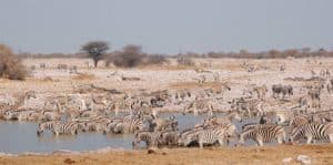 Flokk med Burchells sebra i Etosha