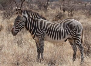 Grevy's_Zebra_Stallion