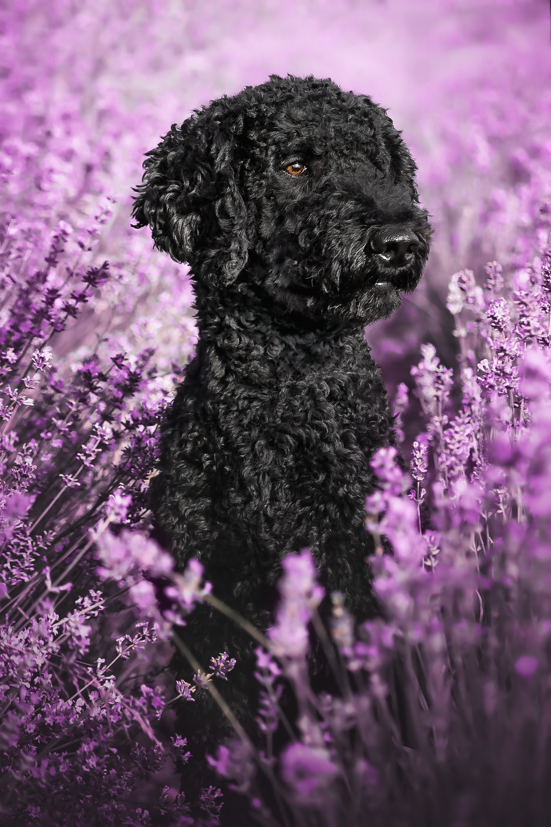 Fertiges Bild - Schwarzer Hund in Lavendelfeld