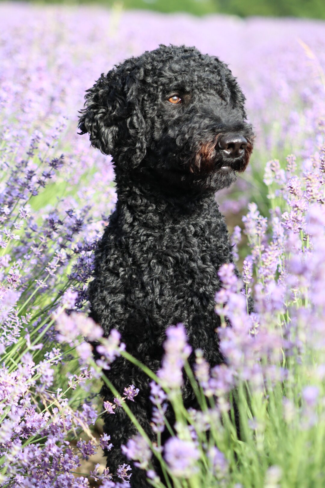 Unbearbeitetes Bild - Schwarzer Hund in Lavendelfeld