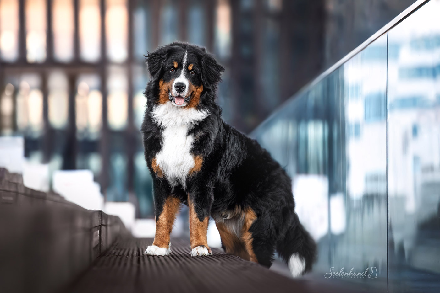 Fertiges Bild Berner Sennenhund Stadt 