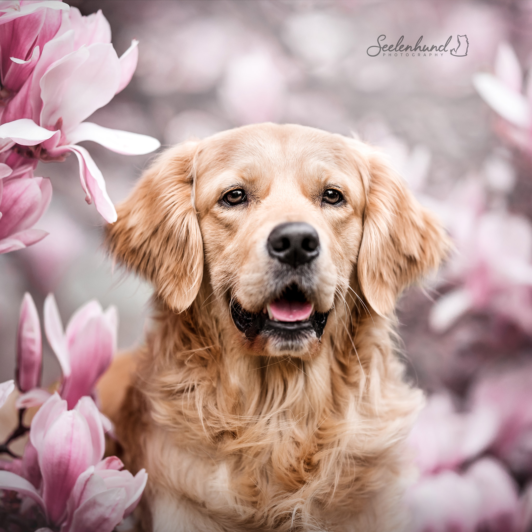 Golden Retriever Junghund in Blüten