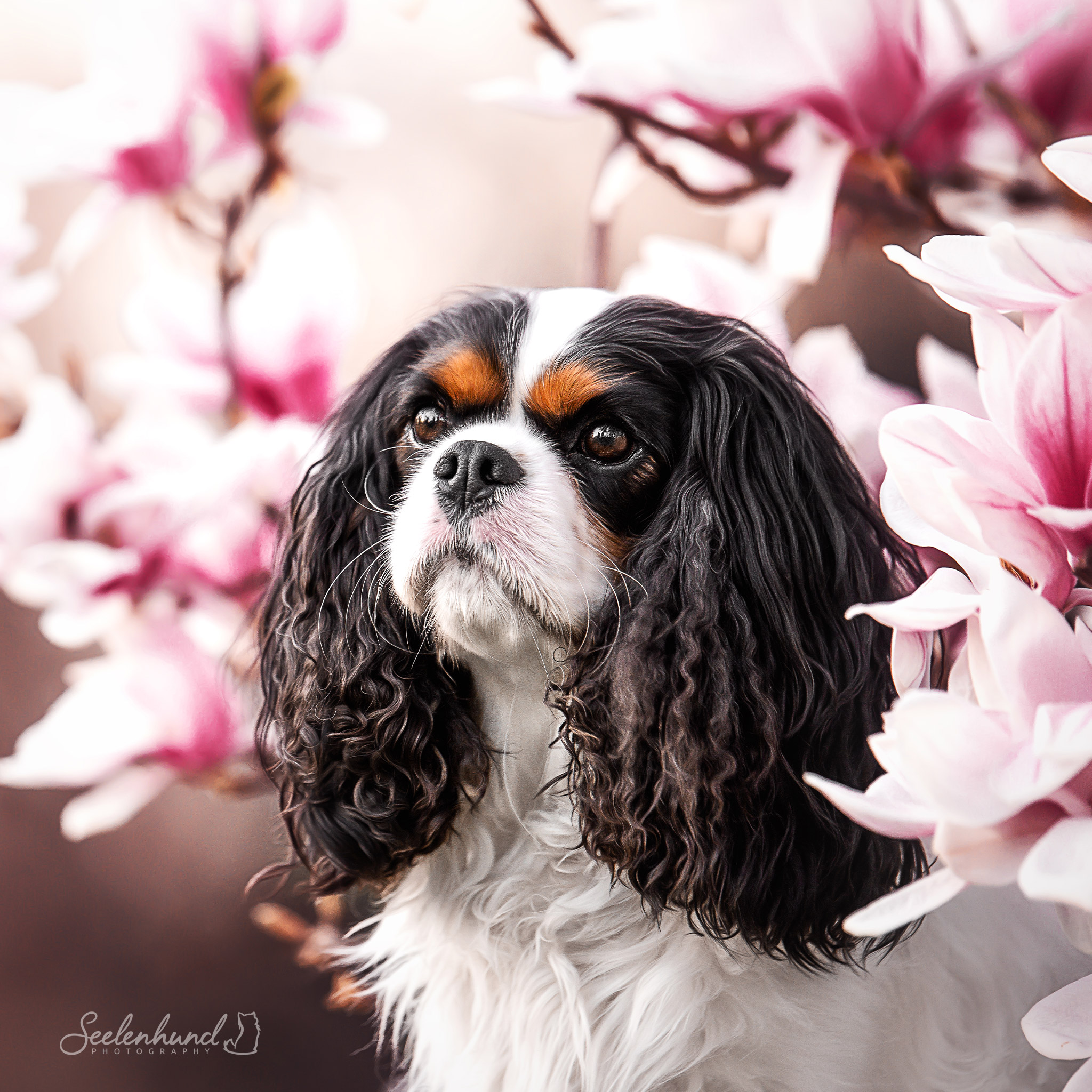 Cavalier King Charles Spaniel erwachsener Hund in Blüten
