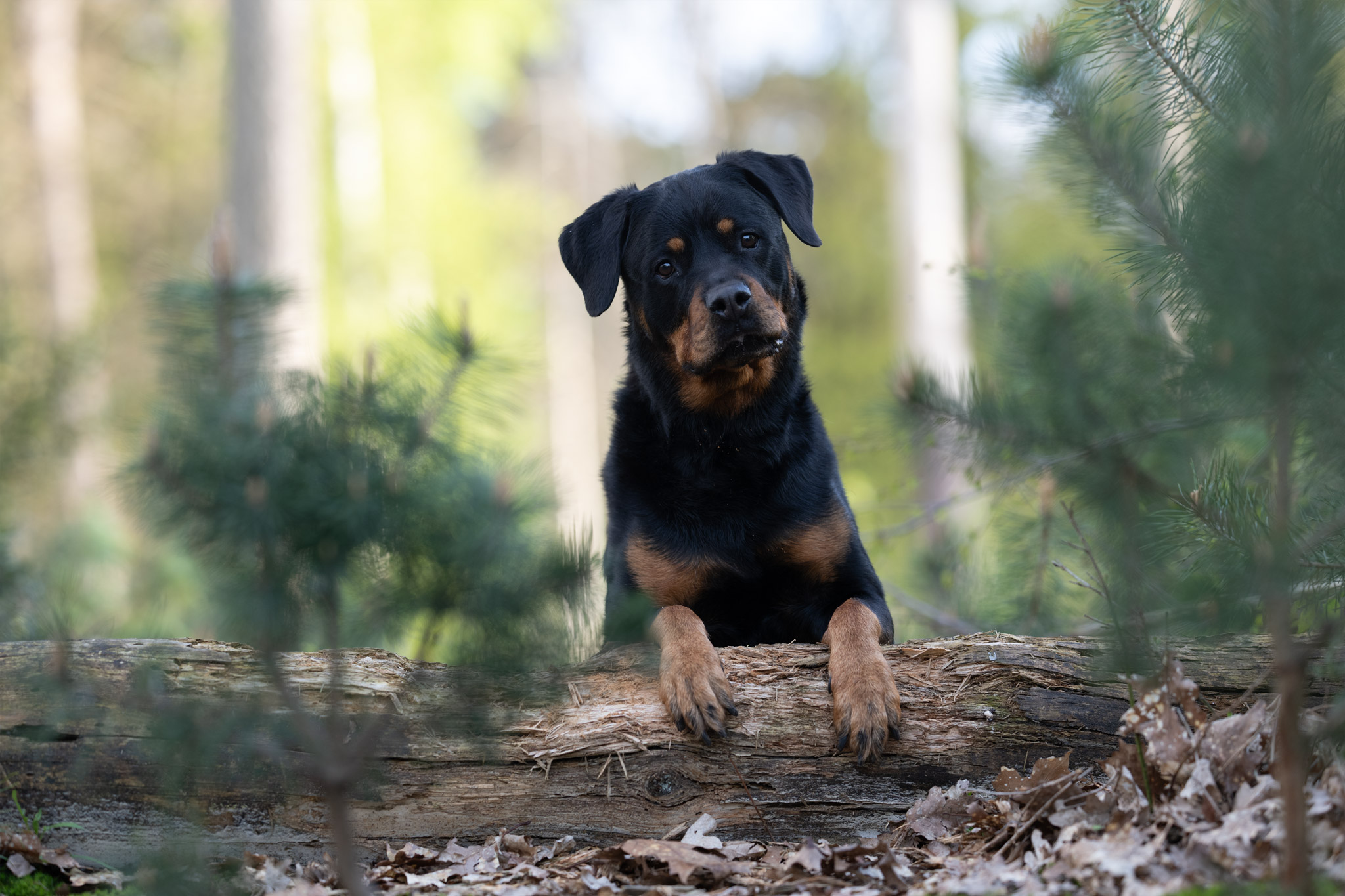 Rottweiler auf Baumstamm unbearbeitetes Bild