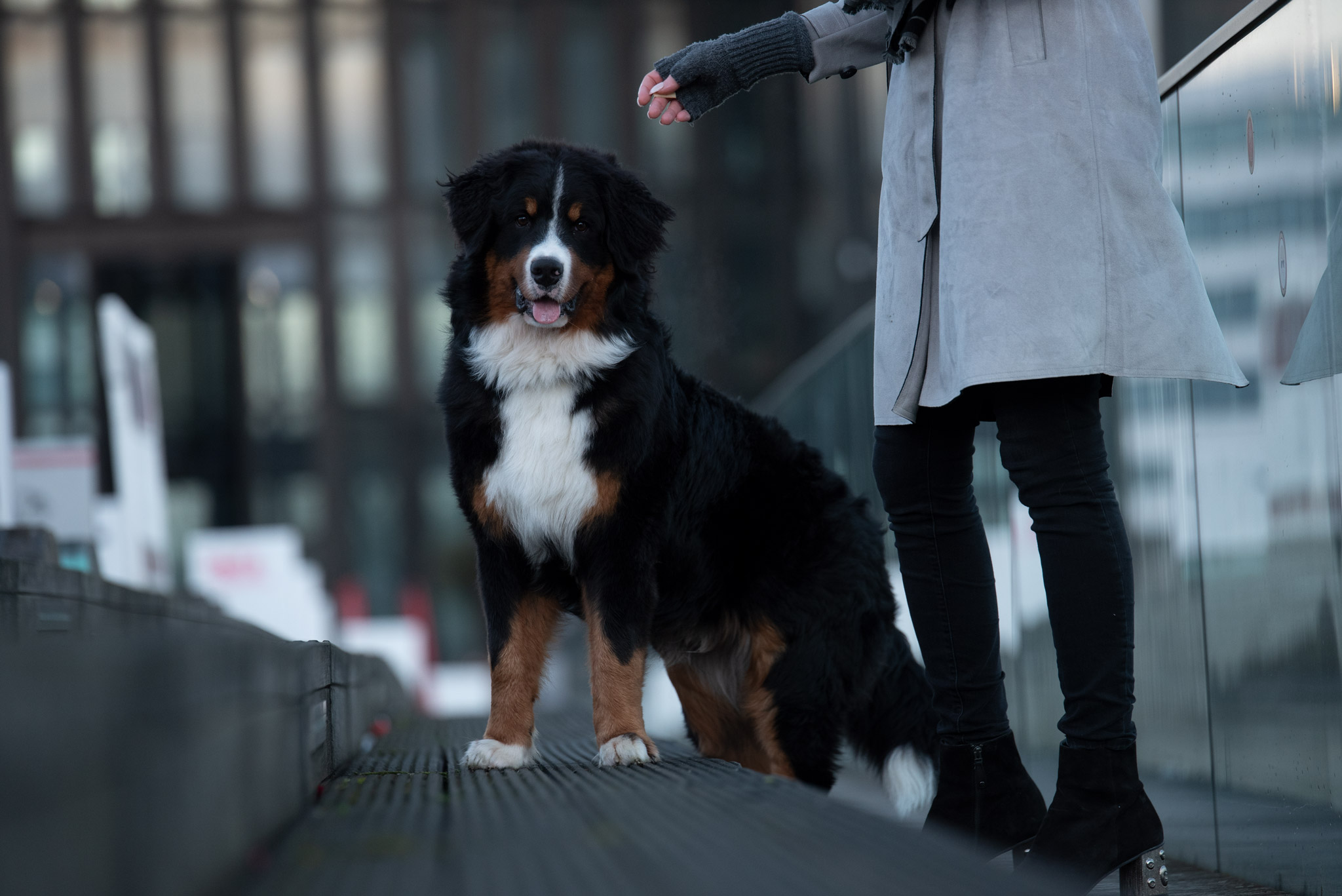 Digitales Negativ Bild Berner Sennenhund Stadt 