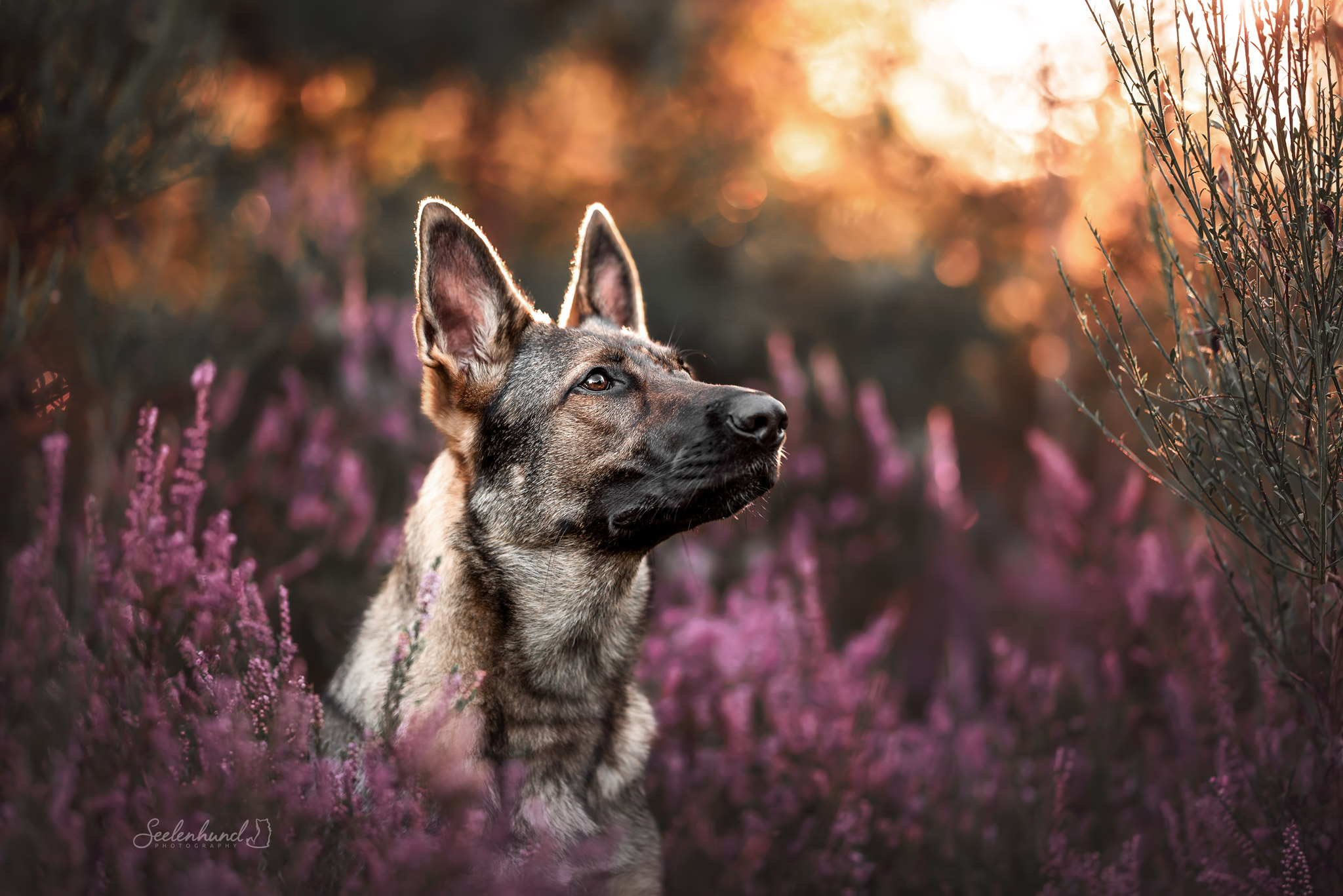 Bearbeitetes Bild Schäferhund