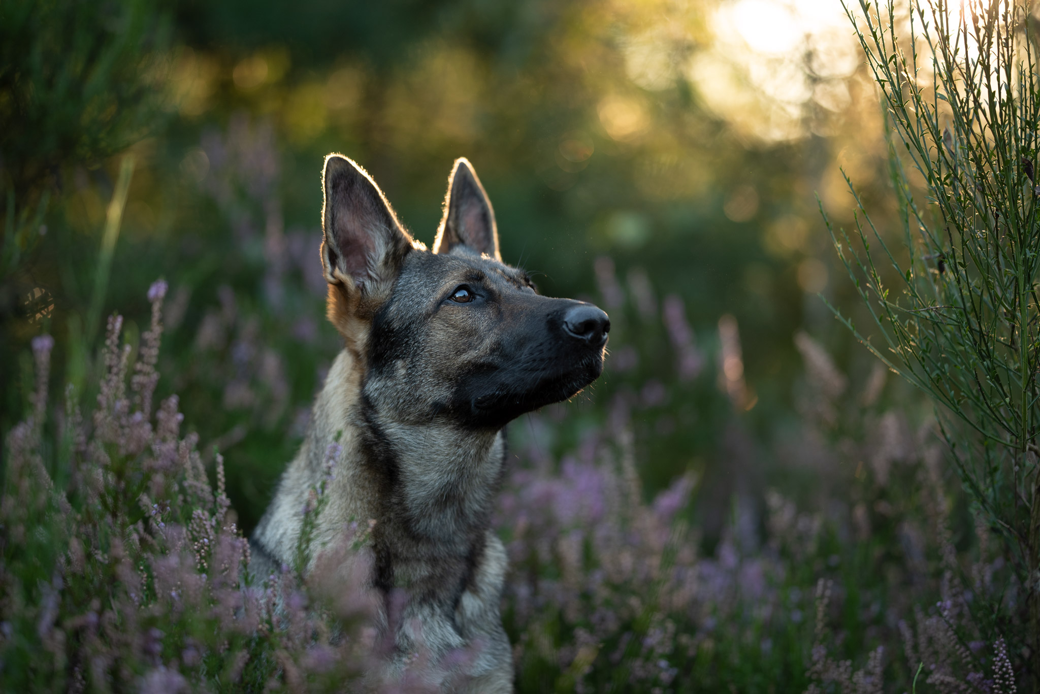 Unbearbeitetes Bild Schäferhund