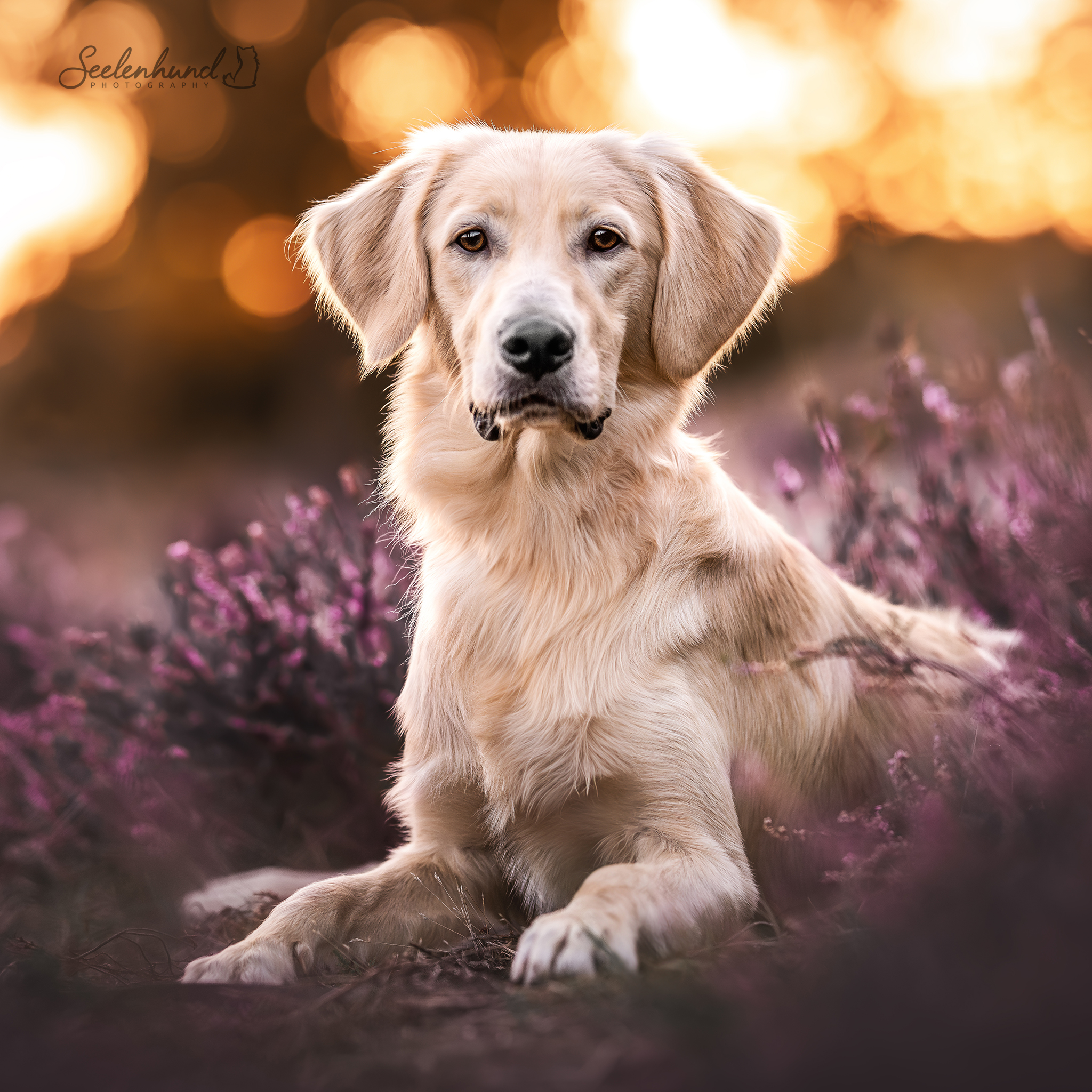 Golden Retriever Junghund im Sonnenuntergang