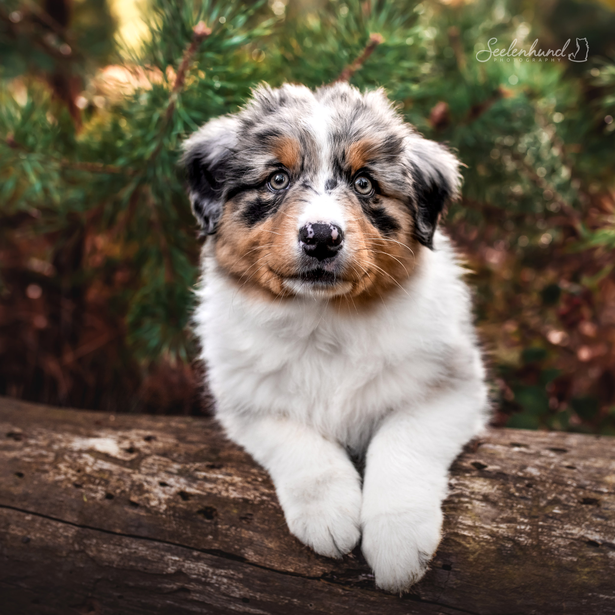 Blue Merle Aussie als Welpe