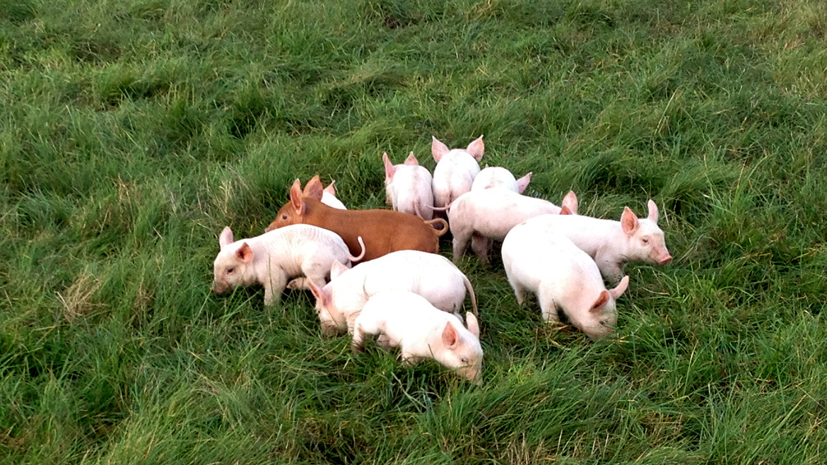 IMG_0802_piglets