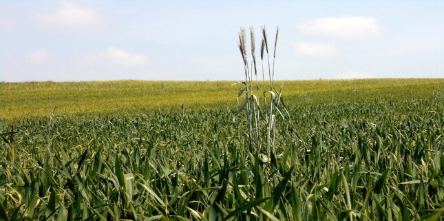 Wheat Intolerance