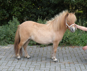 Anke