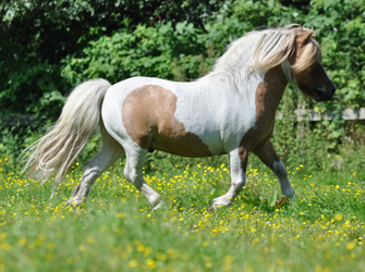 Groenkjaer 2