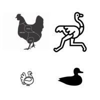 Kip, eend, kalkoen & struis