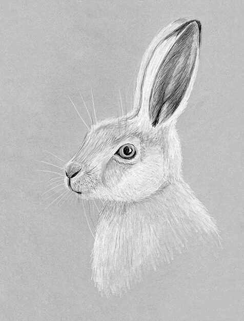 Alternative view of Hare - poster