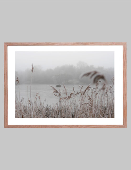 Fotoprint med frusen vass i dimma i träram