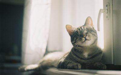 8 tips voor blinde katjes