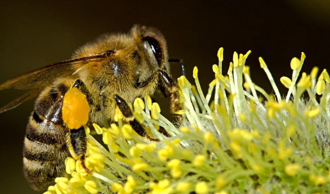 Apitherapie – Die Heilwerte aus dem Bienenvolk