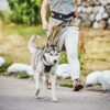 Kennel Equip Dog Multi Harness Active 30-50cm - Blå - Image 4