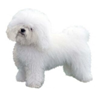 OPHØRSUDSALG - Dekal Bichon Bolognese 247 Medium 2 stk