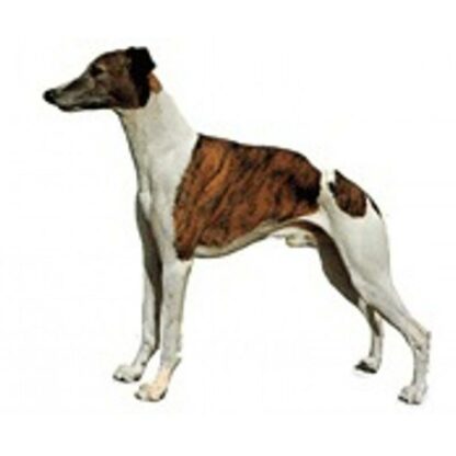 Dekal Whippet 055 Small 4 stk