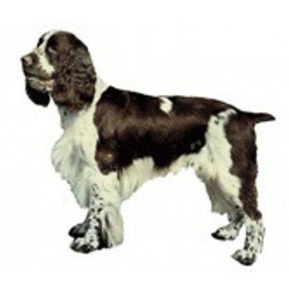 Dekal Springer Spaniel 084 Small 4 stk