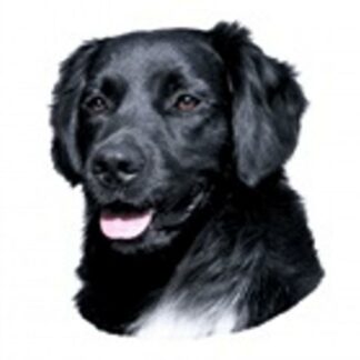 OPHØRSUDSALG - Dekal Stabyhoun 242 Hoved Small 4 stk