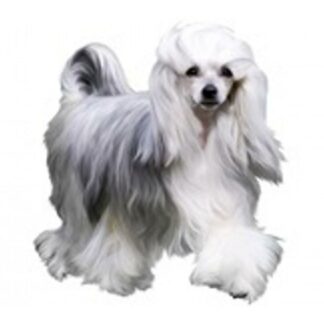 OPHØRSUDSALG - Dekal Chinese Crested 245 Small 4 stk