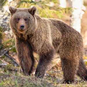 Brown bear in Kuhmo
