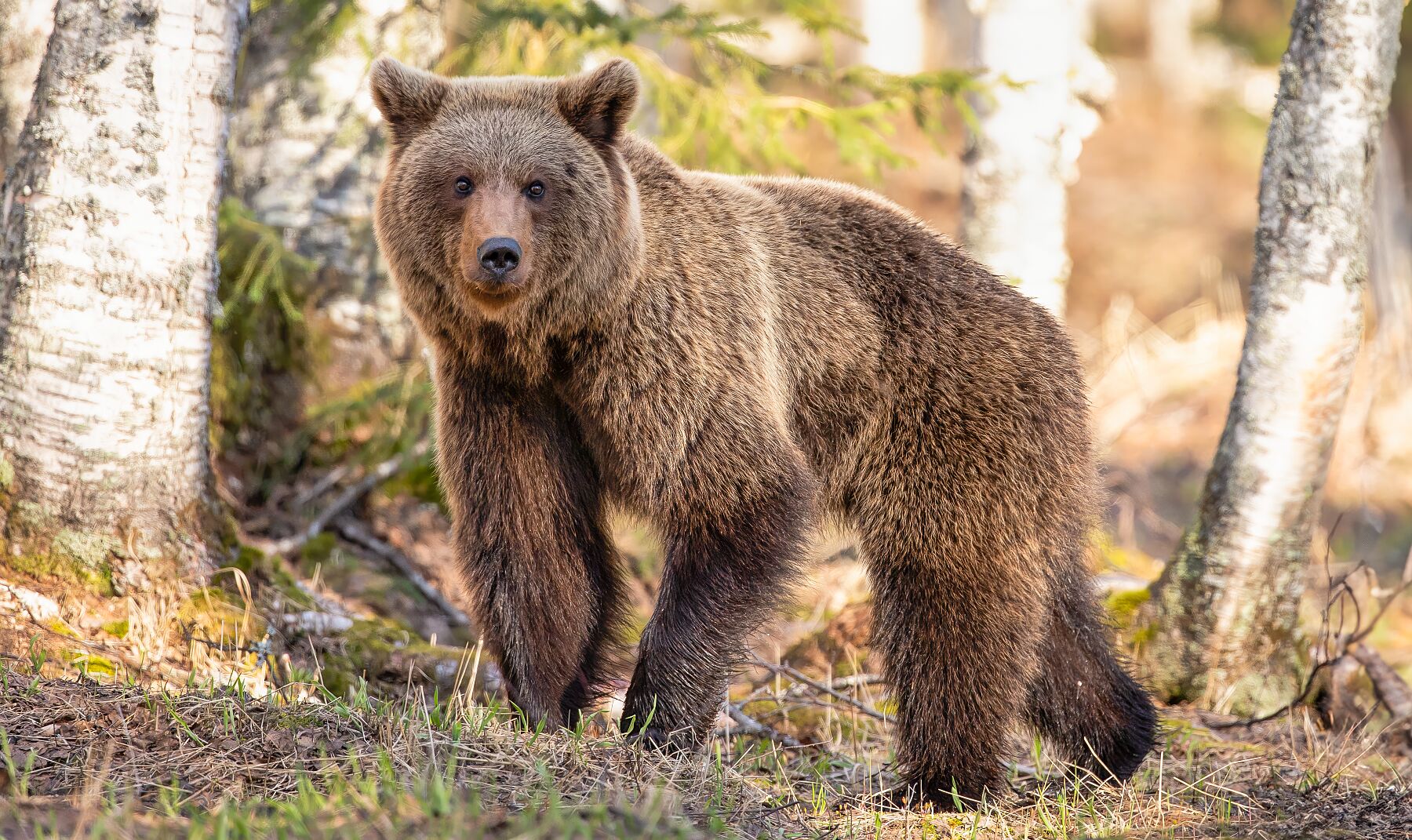 BROWN BEAR IN FINLAND