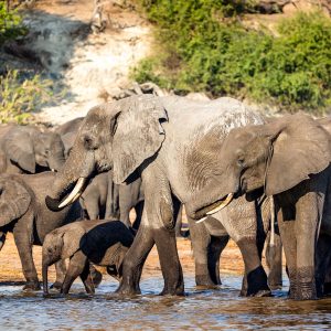 Elephants at Chobe river