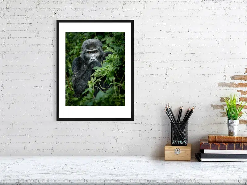 Mountain Gorilla Portrait | Wildlife Fine Art Print - Image 5