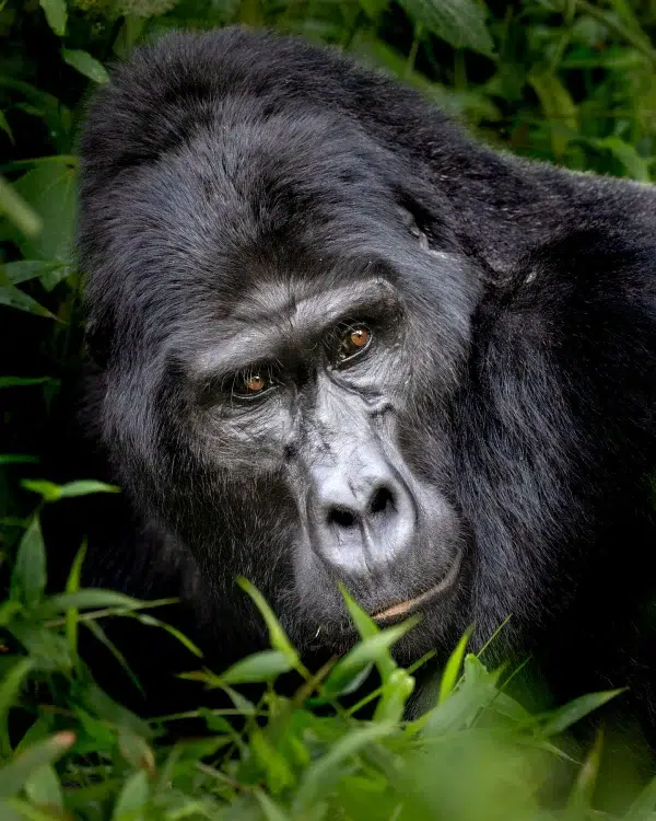 Silverback gorilla